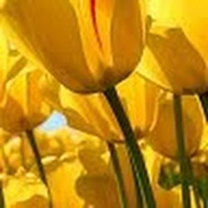 Meet your Posher, Jennie